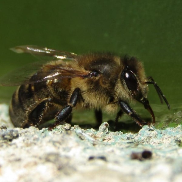 Happy World Bee Day!